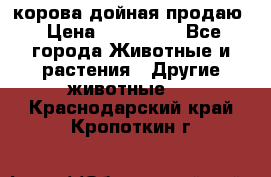 корова дойная продаю › Цена ­ 100 000 - Все города Животные и растения » Другие животные   . Краснодарский край,Кропоткин г.